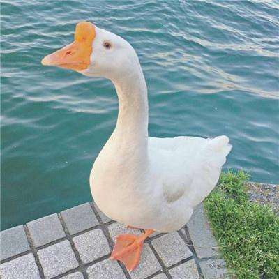 海星体育ios下载